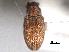  ( - CNC COLEO 00157034)  @11 [ ] CreativeCommons - Attribution (2012) CNC/CBG Photography Group Centre for Biodiversity Genomics