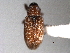  ( - CNC COLEO 00157035)  @11 [ ] CreativeCommons - Attribution (2012) CNC/CBG Photography Group Centre for Biodiversity Genomics
