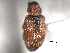  ( - CNC COLEO 00157038)  @11 [ ] CreativeCommons - Attribution (2012) CNC/CBG Photography Group Centre for Biodiversity Genomics