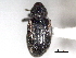  (Proctorus armatus - CNC COLEO 00157055)  @11 [ ] CreativeCommons - Attribution (2012) CNC/CBG Photography Group Centre for Biodiversity Genomics