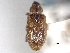  ( - CNC COLEO 00157089)  @11 [ ] CreativeCommons - Attribution (2012) CNC/CBG Photography Group Centre for Biodiversity Genomics