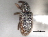  ( - CNC COLEO 00157094)  @11 [ ] CreativeCommons - Attribution (2012) CNC/CBG Photography Group Centre for Biodiversity Genomics