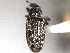  ( - CNC COLEO 00157116)  @11 [ ] CreativeCommons - Attribution (2012) CNC/CBG Photography Group Centre for Biodiversity Genomics