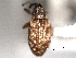  ( - CNC COLEO 00157117)  @11 [ ] CreativeCommons - Attribution (2012) CNC/CBG Photography Group Centre for Biodiversity Genomics
