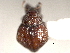  ( - CNC COLEO 00157128)  @11 [ ] CreativeCommons - Attribution (2012) CNC/CBG Photography Group Centre for Biodiversity Genomics