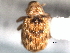  ( - CNC COLEO 00157181)  @11 [ ] CreativeCommons - Attribution (2012) CNC/CBG Photography Group Centre for Biodiversity Genomics