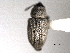  ( - CNC COLEO 00157260)  @11 [ ] CreativeCommons - Attribution (2012) CNC/CBG Photography Group Centre for Biodiversity Genomics