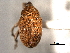  (Sibinia fulva - CNC COLEO 00157327)  @11 [ ] CreativeCommons - Attribution (2012) CNC/CBG Photography Group Centre for Biodiversity Genomics