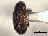  ( - CNC COLEO 00157330)  @11 [ ] CreativeCommons - Attribution (2012) CNC/CBG Photography Group Centre for Biodiversity Genomics