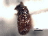  ( - CNC COLEO 00157331)  @11 [ ] CreativeCommons - Attribution (2012) CNC/CBG Photography Group Centre for Biodiversity Genomics