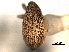  (Sibinia sibiniodes - CNC COLEO 00157336)  @11 [ ] CreativeCommons - Attribution (2012) CNC/CBG Photography Group Centre for Biodiversity Genomics