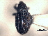  (Sibinia simplex - CNC COLEO 00157337)  @13 [ ] CreativeCommons - Attribution (2012) CNC/CBG Photography Group Centre for Biodiversity Genomics