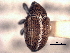  (Sibinia suturalis - CNC COLEO 00157341)  @11 [ ] CreativeCommons - Attribution (2012) CNC/CBG Photography Group Centre for Biodiversity Genomics