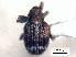  (Sibinia transversa - CNC COLEO 00157344)  @11 [ ] CreativeCommons - Attribution (2012) CNC/CBG Photography Group Centre for Biodiversity Genomics