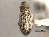  ( - CNC COLEO 00157355)  @11 [ ] CreativeCommons - Attribution (2012) CNC/CBG Photography Group Centre for Biodiversity Genomics