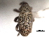  ( - CNC COLEO 00157381)  @11 [ ] CreativeCommons - Attribution (2012) CNC/CBG Photography Group Centre for Biodiversity Genomics