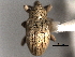  ( - CNC COLEO 00157384)  @11 [ ] CreativeCommons - Attribution (2012) CNC/CBG Photography Group Centre for Biodiversity Genomics
