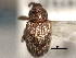  (Lignyodes bischoffi - CNC COLEO 00157390)  @11 [ ] CreativeCommons - Attribution (2012) CNC/CBG Photography Group Centre for Biodiversity Genomics