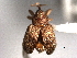  (Lignyodes fraxini - CNC COLEO 00157396)  @11 [ ] CreativeCommons - Attribution (2012) CNC/CBG Photography Group Centre for Biodiversity Genomics