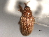  (Lignyodes helvolus - CNC COLEO 00157402)  @14 [ ] CreativeCommons - Attribution (2012) CNC/CBG Photography Group Centre for Biodiversity Genomics