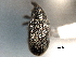  ( - CNC COLEO 00157417)  @11 [ ] CreativeCommons - Attribution (2012) CNC/CBG Photography Group Centre for Biodiversity Genomics