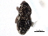  ( - CNC COLEO00157531)  @11 [ ] CreativeCommons - Attribution (2012) CNC/CBG Photography Group Centre for Biodiversity Genomics