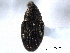  ( - CNC COLEO00157538)  @11 [ ] CreativeCommons - Attribution (2012) CNC/CBG Photography Group Centre for Biodiversity Genomics