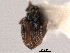 ( - CNC COLEO 00157628)  @11 [ ] CreativeCommons - Attribution (2012) CNC/CBG Photography Group Centre for Biodiversity Genomics