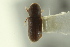  ( - CNC DIPTERA 124325)  @11 [ ] CreativeCommons - Attribution (2012) CNC/CBG Photography Group Centre for Biodiversity Genomics