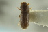  ( - CNC DIPTERA 125111)  @11 [ ] CreativeCommons - Attribution (2012) CNC/CBG Photography Group Centre for Biodiversity Genomics
