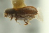  ( - CNC DIPTERA 125138)  @11 [ ] CreativeCommons - Attribution (2012) CNC/CBG Photography Group Centre for Biodiversity Genomics