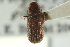  ( - CNC DIPTERA 126585)  @11 [ ] CreativeCommons - Attribution (2012) CNC/CBG Photography Group Centre for Biodiversity Genomics