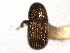  ( - CNC DIPTERA 130116)  @11 [ ] CreativeCommons - Attribution (2012) CNC/CBG Photography Group Centre for Biodiversity Genomics