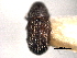  ( - CNC DIPTERA 130128)  @11 [ ] CreativeCommons - Attribution (2012) CNC/CBG Photography Group Centre for Biodiversity Genomics