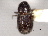  ( - CNC DIPTERA 130395)  @12 [ ] CreativeCommons - Attribution (2012) CNC/CBG Photography Group Centre for Biodiversity Genomics