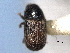  (Phloeosinus hoferi - CNC DIPTERA 131993)  @12 [ ] CreativeCommons - Attribution (2012) CNC/CBG Photography Group Centre for Biodiversity Genomics