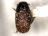  ( - CNC DIPTERA 132012)  @11 [ ] CreativeCommons - Attribution (2012) CNC/CBG Photography Group Centre for Biodiversity Genomics