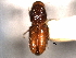 ( - CNC DIPTERA 132747)  @11 [ ] CreativeCommons - Attribution (2012) CNC/CBG Photography Group Centre for Biodiversity Genomics