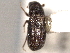 ( - CNC DIPTERA 132979)  @11 [ ] CreativeCommons - Attribution (2012) CNC/CBG Photography Group Centre for Biodiversity Genomics