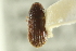  ( - CNC DIPTERA 128567)  @11 [ ] CreativeCommons - Attribution (2012) CNC/CBG Photography Group Centre for Biodiversity Genomics