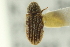  ( - CNC DIPTERA 128766)  @13 [ ] CreativeCommons - Attribution (2012) CNC/CBG Photography Group Centre for Biodiversity Genomics