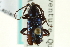  (Callidium frigidum - CNC COLEO 00068446)  @11 [ ] CreativeCommons - Attribution (2011) CNC/CBG Photography Group Centre for Biodiversity Genomics