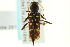  ( - CNC COLEO 00091018)  @11 [ ] CreativeCommons - Attribution (2011) CNC/CBG Photography Group Centre for Biodiversity Genomics