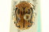  ( - CNC COLEO 00122971)  @11 [ ] CreativeCommons - Attribution (2011) CNC/CBG Photography Group Centre for Biodiversity Genomics