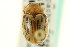  ( - CNC COLEO 00122979)  @14 [ ] CreativeCommons - Attribution (2011) CNC/CBG Photography Group Centre for Biodiversity Genomics