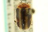  (Calligrapha californica californica - CNC COLEO 00123018)  @11 [ ] CreativeCommons - Attribution (2011) CNC/CBG Photography Group Centre for Biodiversity Genomics