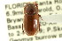  ( - CNC COLEO 00123214)  @11 [ ] CreativeCommons - Attribution (2011) CNC/CBG Photography Group Centre for Biodiversity Genomics