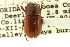 (Cryptoscatomaseter platypleurus - CNC COLEO 00123216)  @11 [ ] CreativeCommons - Attribution (2011) CNC/CBG Photography Group Centre for Biodiversity Genomics