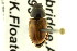  ( - CNC COLEO 00123221)  @14 [ ] CreativeCommons - Attribution (2011) CNC/CBG Photography Group Centre for Biodiversity Genomics