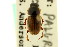  ( - CNC COLEO 00123222)  @12 [ ] CreativeCommons - Attribution (2011) CNC/CBG Photography Group Centre for Biodiversity Genomics